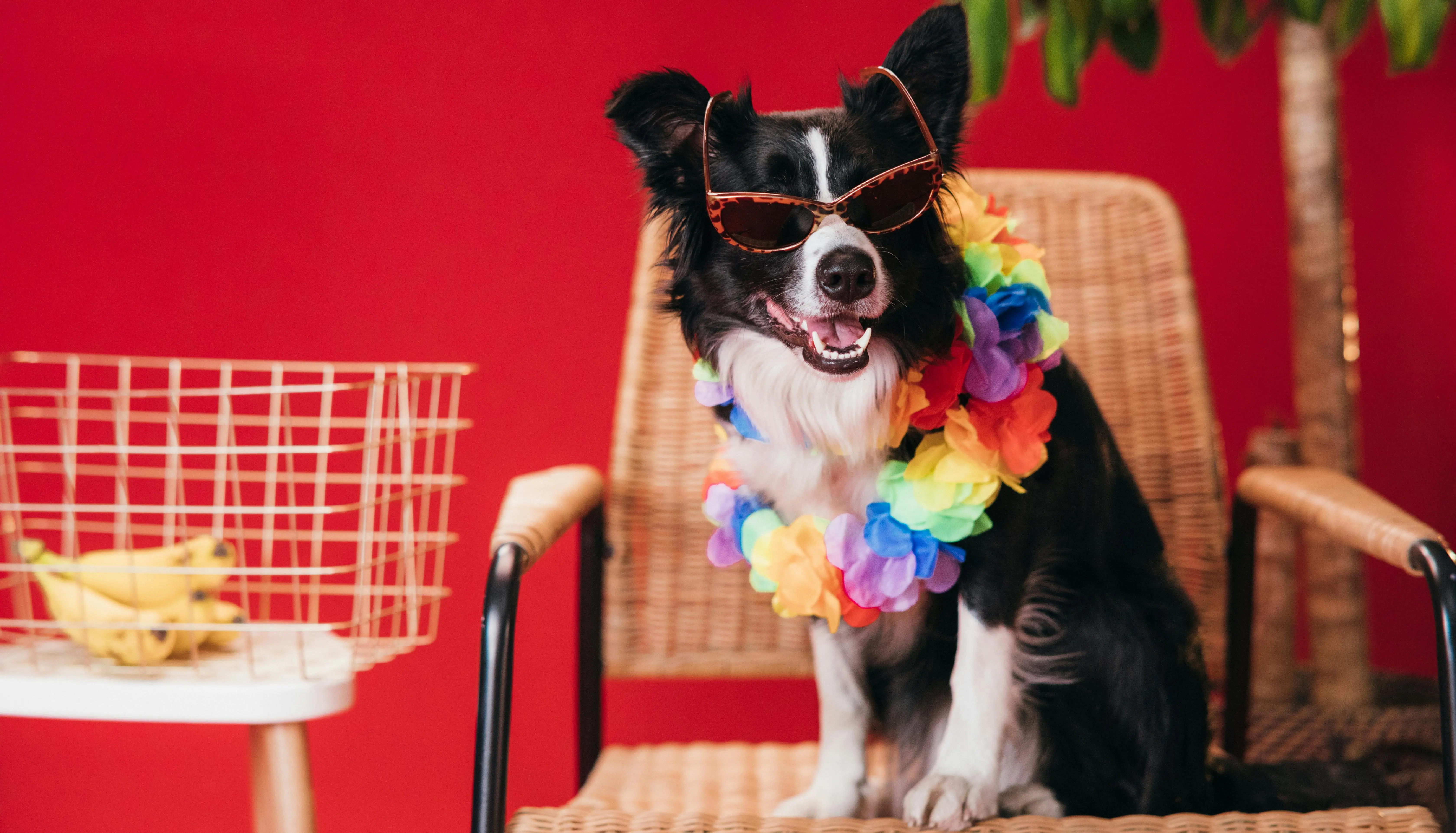 Perro peinado con lazo